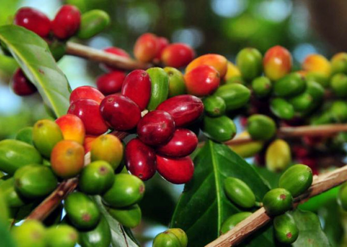 Kopi Semende Mendunia! Dulu Favorit Ratu Belanda, Kini Diburu Pecinta Kopi