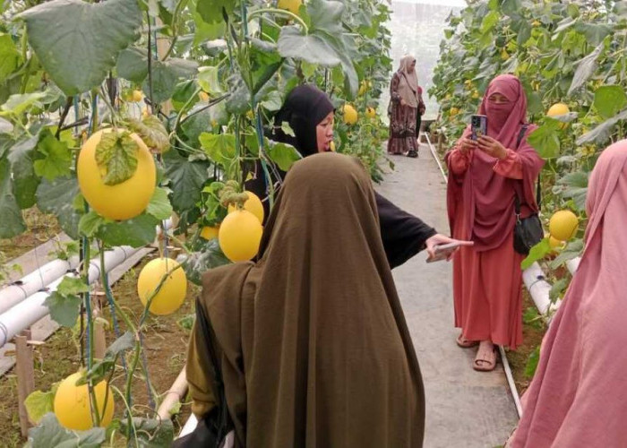 Agrowisata Petik Melon Tanjung Karangan, Destinasi Wisata Baru Andalan Muara Enim