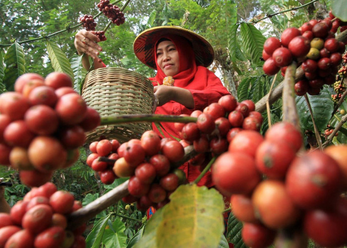 Berada didataran Tinggi dan Dingin, Ini Daerah Penghasil Kopi Terkenal di Muara Enim