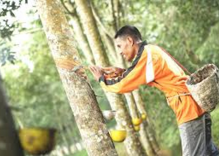 Sumsel Tetap Jawara Lumbung Karet Nasional, Musi Banyuasin Kuasai 203 Ribu Hektar!