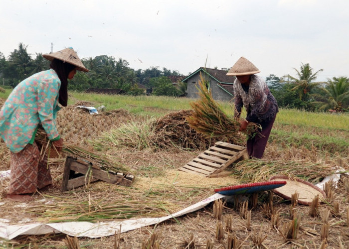 Luar Biasa, Kabupaten dekat dengan Kota Palembang Ini Ternyata Nomor Wahid Produksi Padi dan Beras di Sumsel!