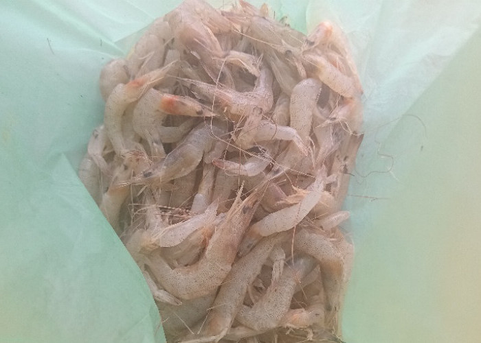 4 Rekomendasi Umpan Mancing di Rawa dan Kanal 