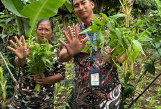 HBAP Toreh Prestasi Internasional Lewat Program Hijau Berbasis Agribisnis Pekarangan