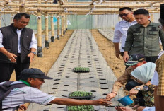 Datangkan 6.500 Bibit Melon dari Luar Negeri