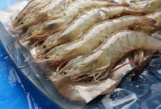 Udang Sangat Bagus Untuk Tubuh Karena Kaya Akan Omega-3