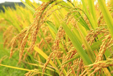 Bukan Tambang, Ternyata Ini Ladang Baru Bangkitkan Ekonomi Sumsel di 2025