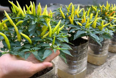 5 Cara Menanam Cabai di Pot Agar Berbuah Lebat