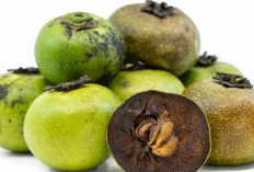 Pecinta Buah-buahan Wajib Tau Buah Black Sapote beserta Manfaatnya untuk Kesehatan