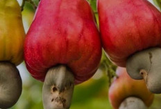 Tahukah Anda Jika Jambu Monyet Banyak Sekali Khasiatnya