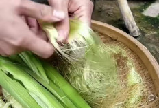 Jarang Diketahui, Ternyata Rambut Jagung Baik Untuk Kesehatan Ginjal