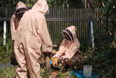 Sempat Putus Asa dan Ingin Berhenti Gara-gara Beruang, Kini Madu Hutan Terbang ke Penjuru Negeri