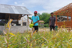 Eco Agrotomotion Jadi Harapan Masa Depan, Merawat Bumi Agar  Pasca Tambang Tetap Lestari