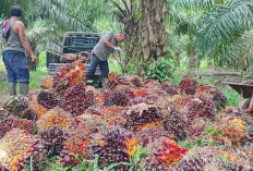 Petani Sawit di Sumsel Dilindungi BPJS Ketenagakerjaan