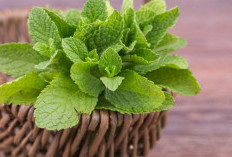 Ini Dia Manfaat Daun Peppermint Untuk Kesehatan Tubuh