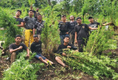 9 Jam Berjalan Kaki, Temukan 2 Hektar Ladang Ganja di Kebun Kopi