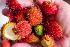 Jangan Dibuang Rebusan Kulit Rambutan Sangat Bermanfaat Bagi Tubuh