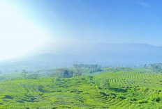 Liburan ala Swiss Cukup ke Pagaralam: Kebun Teh Dempo Viral dan Sejuknya Bikin Lupa Pulang!