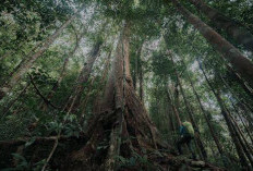Gunung Raya: Surga Tersembunyi Sumsel, Rumah Tapir hingga Anggrek Langka yang Nyaris Terlupakan
