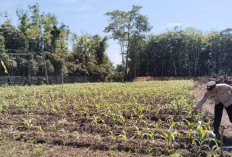 Cek Lahan dan Pertumbuhan Jagung Warga 