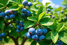 5 Dampak Negatif Jika Terlalu Banyak Makan Blueberry
