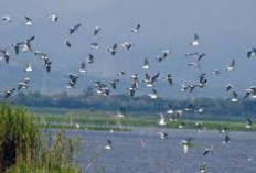 Kenapa Ribuan Burung dari Siberia Justru Singgah di Hutan Mangrove Sumsel? Ini Alasannya!