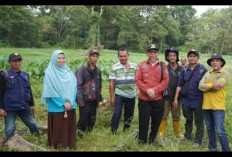 Dorong Ketahanan Pangan Lewat Lahan Tidur