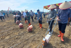 Perkuat PKPN Tanam Jagung di Lahan 41 Hektare