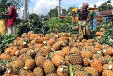 Berjarak 32 dari Palembang, Ini Daerah Penghasil Nanas Terbesar di Sumsel Kalahkan Prabumulih Kota Nanas