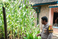 Dukung Ketahanan Pangan, Lakukan Pendamping Pertanian Milik Warga