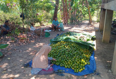 Harga Buah Jeruk Anjlok ke Titik Terendah, Petani Meringis