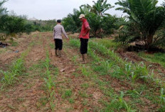 Cek Pertumbuhan Jagung Program Ketahanan Pangan di Desa Muara Harapan