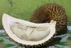 Musim Durian Jangan Makan Durian secara Berlebihan, Jika Tak Ingin ini Terjadi pada Kamu, Apa Saja? 