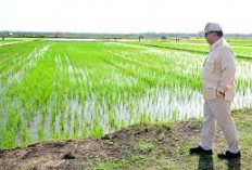 Surplus Beras, Ikan, dan Telur di Sumsel: Pendukung Kuat Ketahanan Pangan Nasional  