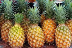 Bukan Prabumulih, Tapi Kabupaten Ini Penghasil Nanas Terbesar di Sumsel!