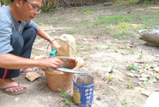 SETAJAM SILET! Cara Mengasah Egrek Sawit yang Benar