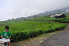 Berikut Tempat-tempat Wisata di Pagaralam Mencuri Perhatian