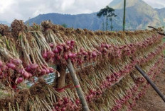 Pagaralam, Lebih dari Sekadar Kopi dan Teh, Produksi Bawang Merah yang Tak Terduga di Sumatera Selatan