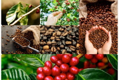 Kopi jadi Kekuatan Ekonomi :OKU Selatan: Raja Produksi  Kopi Sumsel