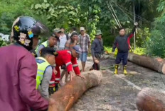 Pohon Tumbang, Akses Jalan Lintas Muara Enim - OKU Terganggu