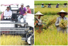 Terbentuk Tahun 2002, Kabupaten Ini Penyokong Utama Produksi Padi Terbesar di Sumsel 