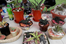 5 Hobi Murah Meriah yang Bisa Dilakukan di Rumah