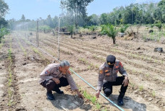Memasuki Musim Kemarau, Tinjau Perkembangan Lahan Jagung  