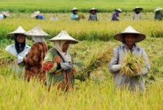 Dari Banyuasin ke OKUT, Potret Daerah Penghasil Padi Terbesar di Sumatera Selatan 