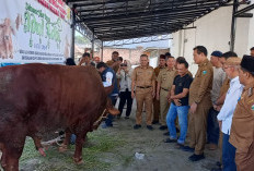 Pemkab Muara Enim Salurkan 17 Sapi Kurban, Termasuk Bantuan Presiden