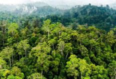 SM Dangku: Rumah Harimau Sumatera di Jantung Musi Banyuasin