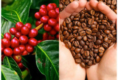 Bukan Cuma Punya Danau Ranau, Kabupaten Ini juga Jago Produksi Kopi di Sumsel
