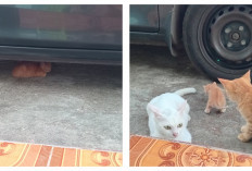 Kenapa Kucing Sering di Bawah Mobil? Awas Terlindas! 