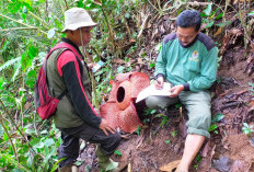 Melestarikan Keindahan Rafflesia Arnoldii di Margasatwa Isau-isau  Upaya Konservasi di Sumatera Selatan