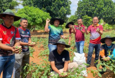 Lapas Muara Enim Panen Raya Terong Hasil Pertanian Warga Binaan