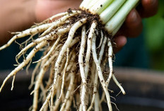 5 Khasiat Ramuan Dari Akar Kangkung